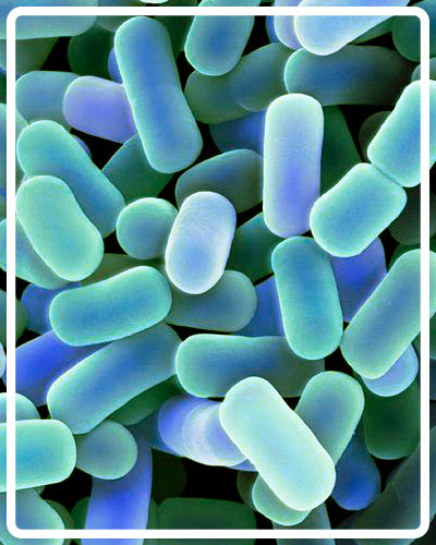 Lactobacillus-plantarum