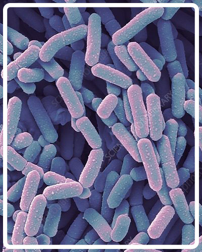 Shop wholesale Probiotic/ buy bulk Lactobacillus rhamnosus - ProbioFerm